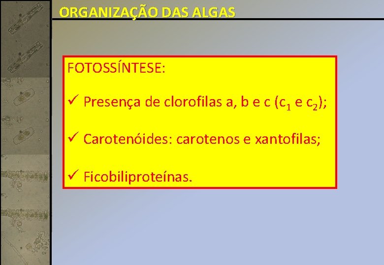 ORGANIZAÇÃO DAS ALGAS FOTOSSÍNTESE: ü Presença de clorofilas a, b e c (c 1