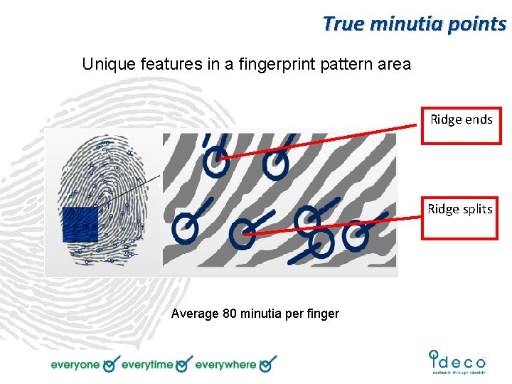 True minutia points Unique features in a fingerprint pattern area Ridge ends Ridge splits