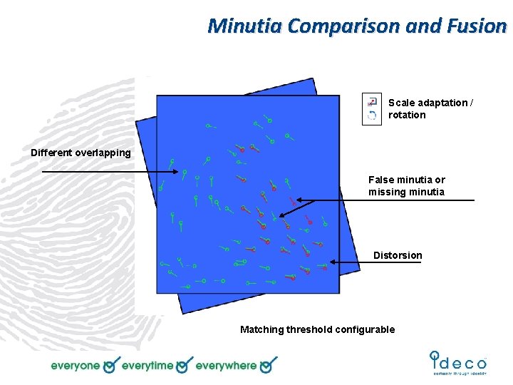 Minutia Comparison and Fusion Scale adaptation / rotation Different overlapping False minutia or missing