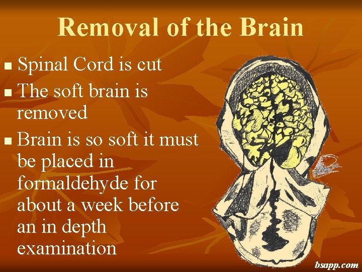Removal of the Brain Spinal Cord is cut n The soft brain is removed