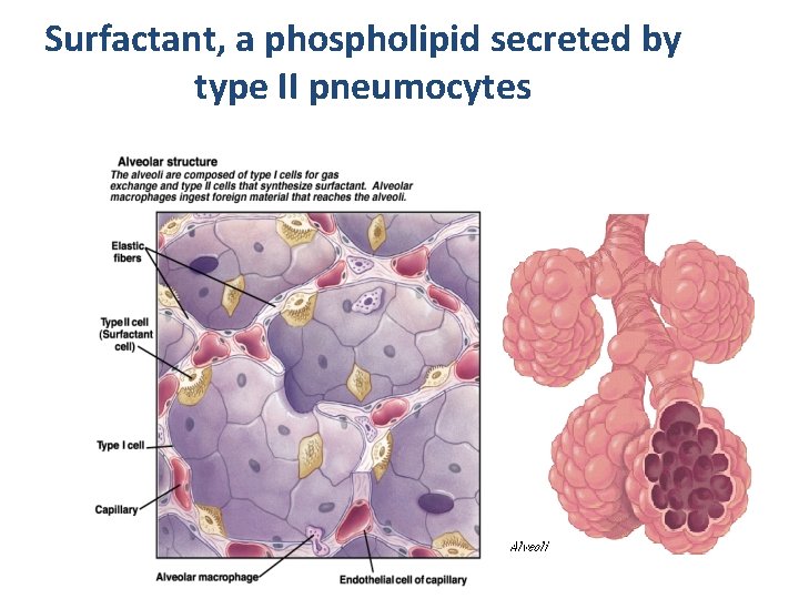 Surfactant, a phospholipid secreted by type II pneumocytes 
