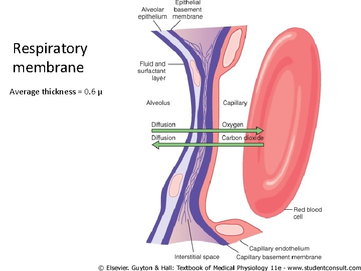 Respiratory membrane Average thickness = 0. 6 µ 