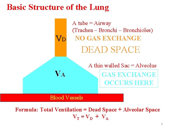 Basic Structure of the Lung A tube = Airway (Trachea – Bronchioles) VD NO