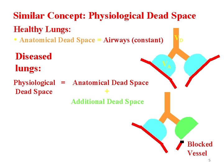 Similar Concept: Physiological Dead Space Healthy Lungs: • Anatomical Dead Space = Airways (constant)