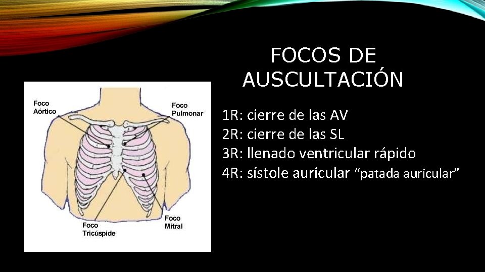 FOCOS DE AUSCULTACIÓN 1 R: cierre de las AV 2 R: cierre de las