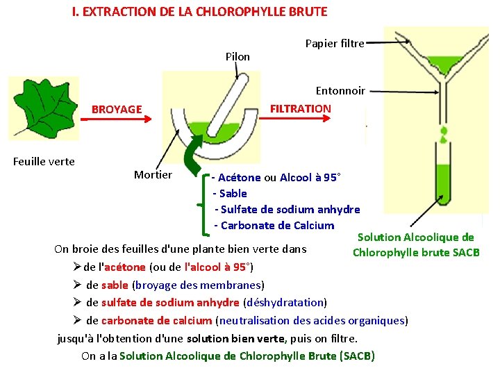 I. EXTRACTION DE LA CHLOROPHYLLE BRUTE Pilon BROYAGE Feuille verte Mortier Papier filtre Entonnoir