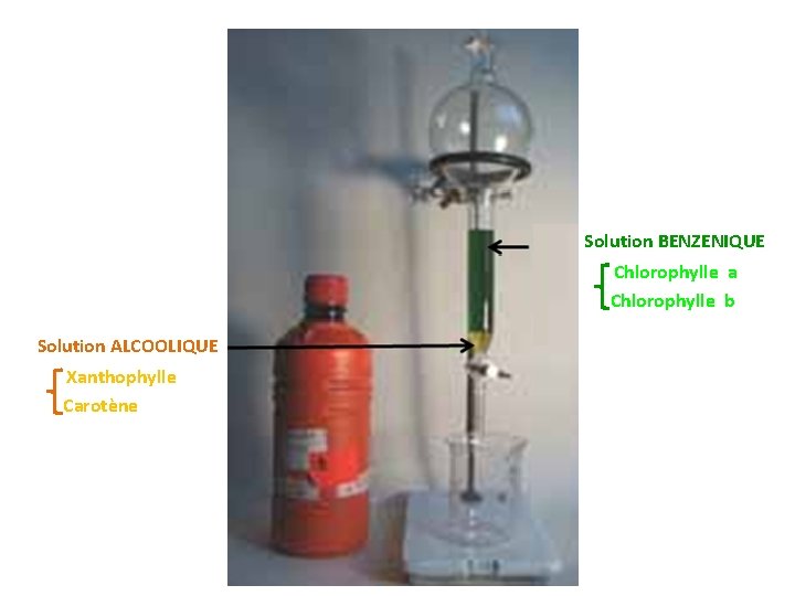 Solution BENZENIQUE Chlorophylle a Chlorophylle b Solution ALCOOLIQUE Xanthophylle Carotène 