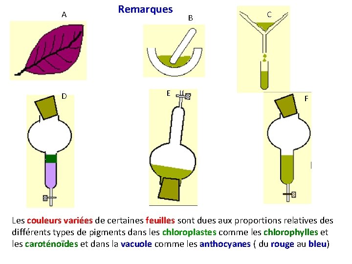 A Remarques D E B C F Les couleurs variées de certaines feuilles sont