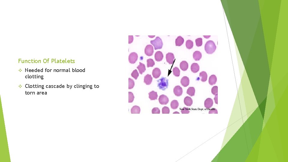 Function Of Platelets v Needed for normal blood clotting v Clotting cascade by clinging