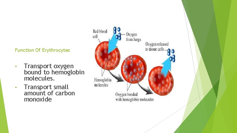Function Of Erythrocytes • • Transport oxygen bound to hemoglobin molecules. Transport small amount