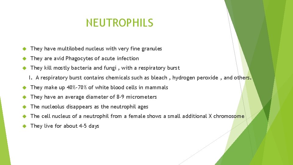 NEUTROPHILS They have multilobed nucleus with very fine granules They are avid Phagocytes of