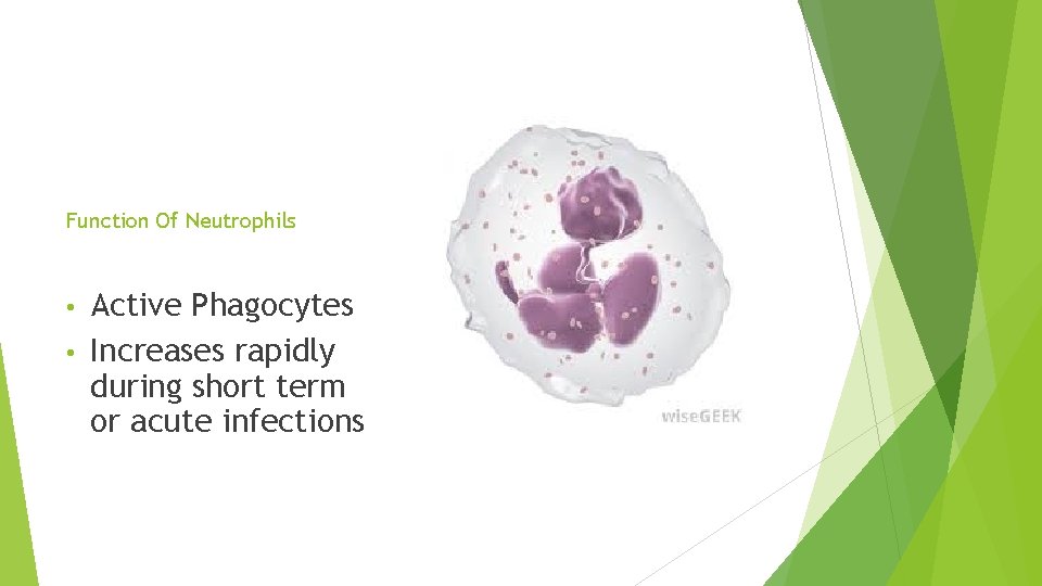 Function Of Neutrophils Active Phagocytes • Increases rapidly during short term or acute infections