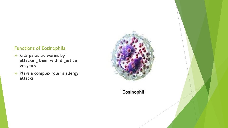 Functions of Eosinophils v Kills parasitic worms by attacking them with digestive enzymes v
