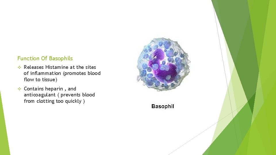 Function Of Basophils v Releases Histamine at the sites of inflammation (promotes blood flow