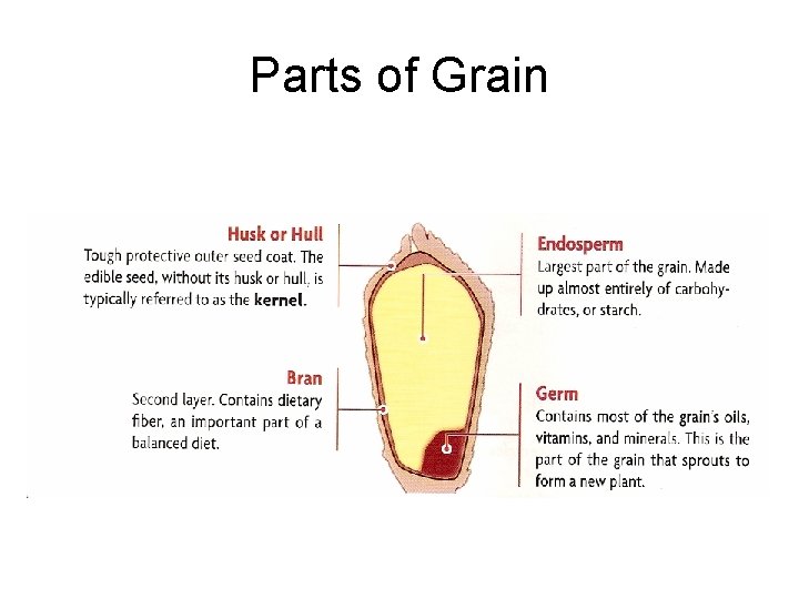 Parts of Grain 