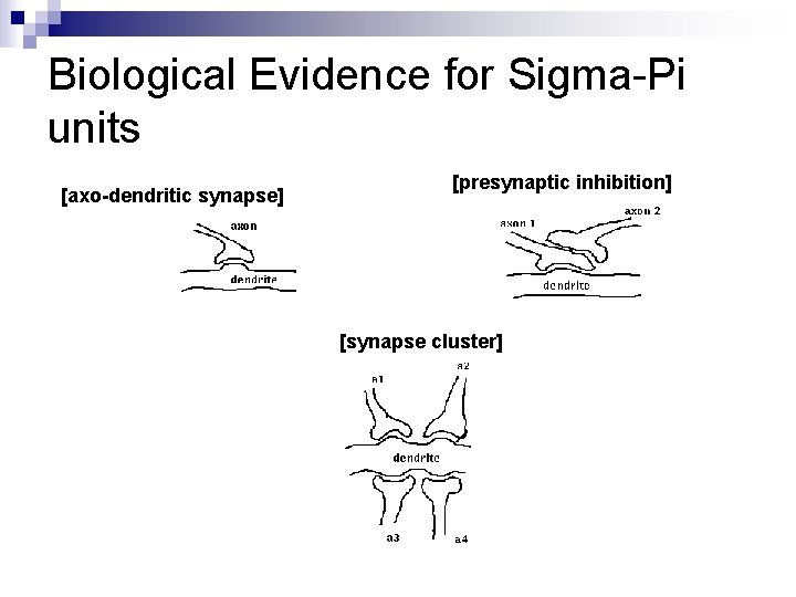 Biological Evidence for Sigma-Pi units [axo-dendritic synapse] [presynaptic inhibition] [synapse cluster] 