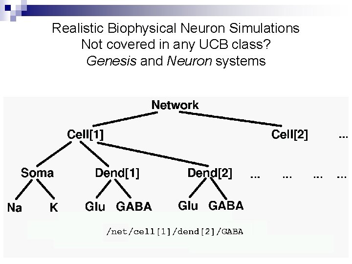 Realistic Biophysical Neuron Simulations Not covered in any UCB class? Genesis and Neuron systems