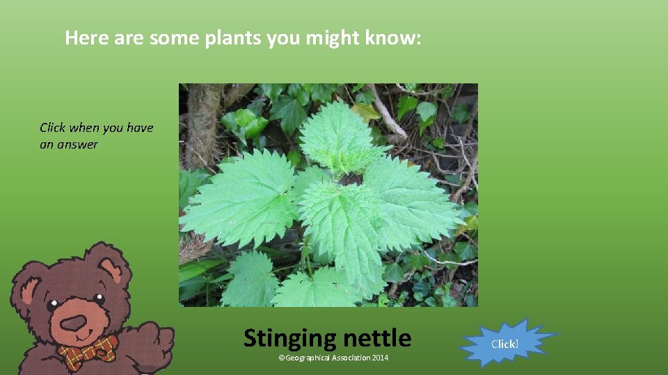 Here are some plants you might know: Click when you have an answer Stinging