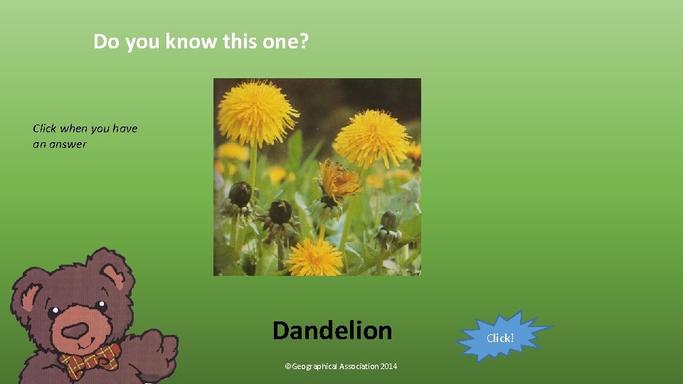 Do you know this one? Click when you have an answer Dandelion ©Geographical Association