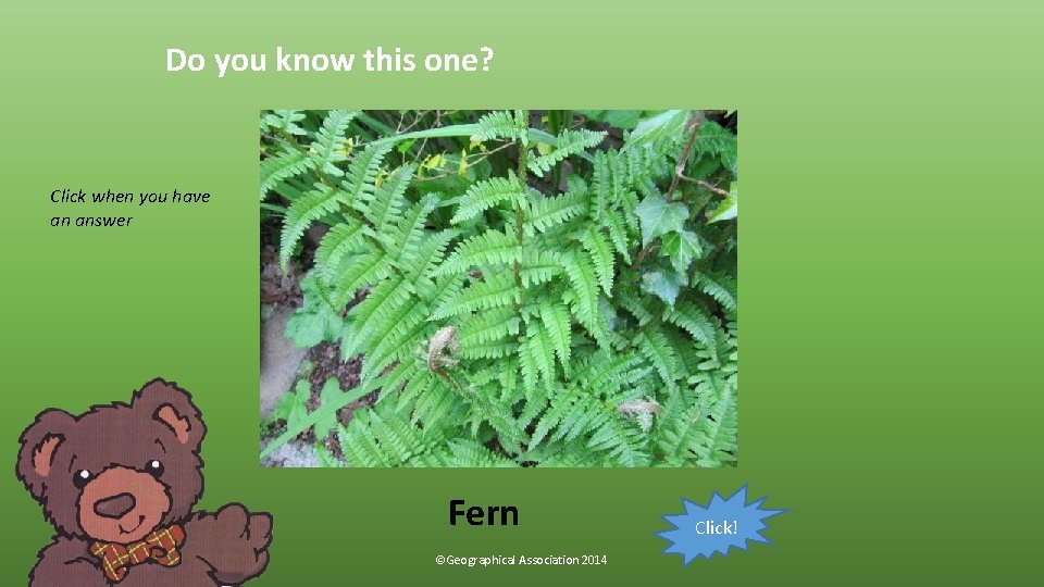 Do you know this one? Click when you have an answer Fern ©Geographical Association