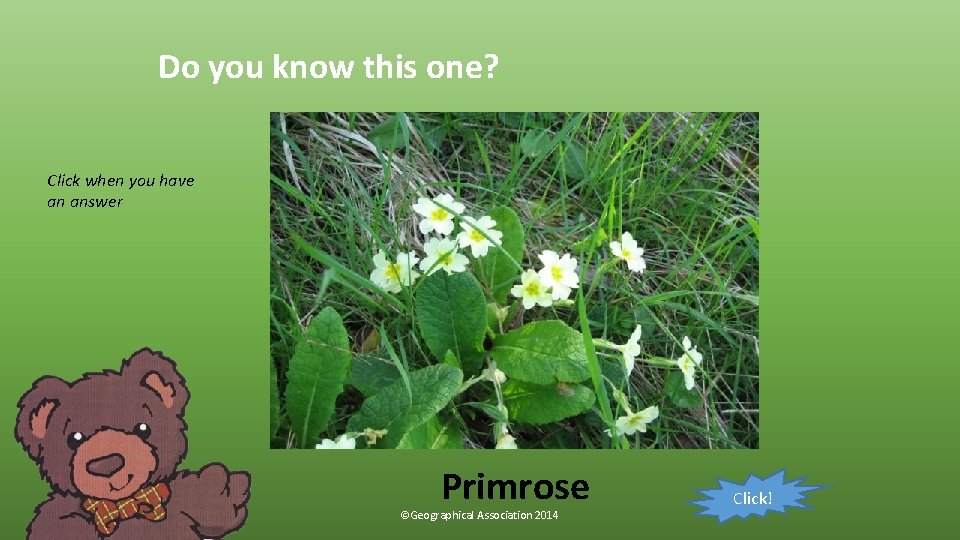 Do you know this one? Click when you have an answer Primrose ©Geographical Association