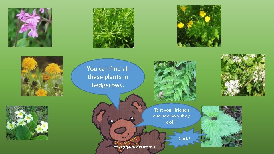 You can find all these plants in hedgerows. Test your friends and see how