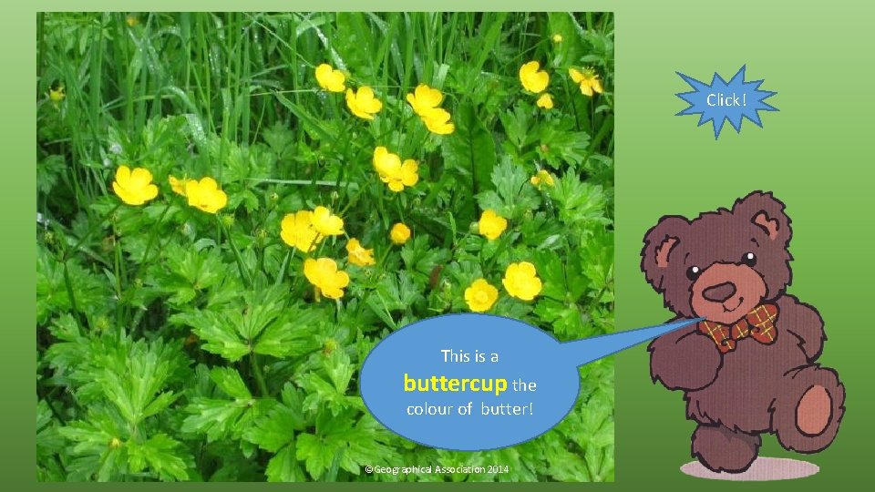 Click! This is a buttercup the colour of butter! ©Geographical Association 2014 