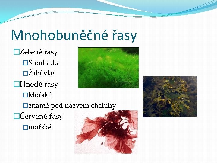 Mnohobuněčné řasy �Zelené řasy �Šroubatka �Žabí vlas �Hnědé řasy �Mořské �známé pod názvem chaluhy