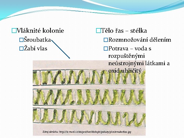 �Vláknité kolonie �Šroubatka �Žabí vlas �Tělo řas – stélka �Rozmnožování dělením �Potrava – voda
