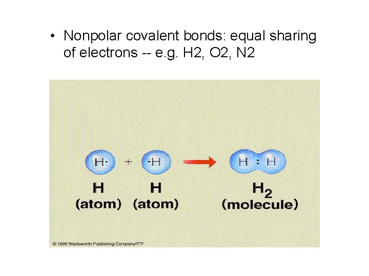  • Nonpolar covalent bonds: equal sharing of electrons -- e. g. H 2,