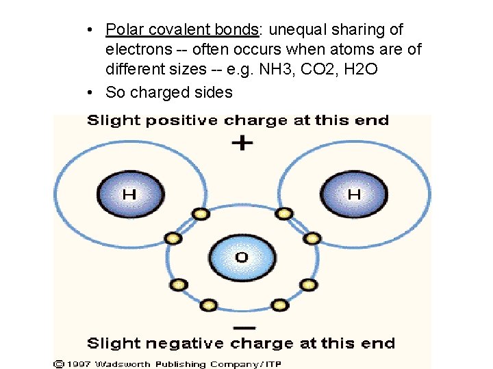  • Polar covalent bonds: unequal sharing of electrons -- often occurs when atoms