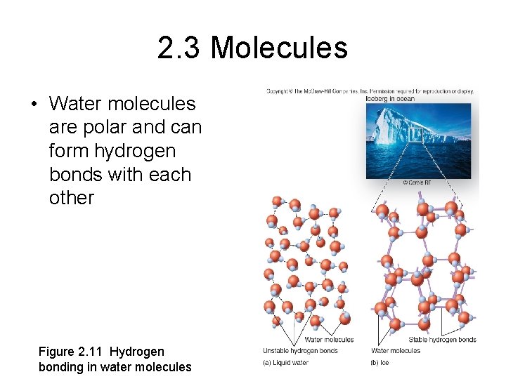 2. 3 Molecules • Water molecules are polar and can form hydrogen bonds with