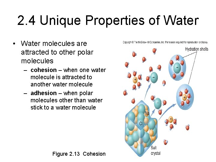 2. 4 Unique Properties of Water • Water molecules are attracted to other polar