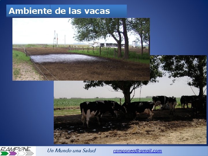 Ambiente de las vacas Un Mundo una Salud ramponea@gmail. com 
