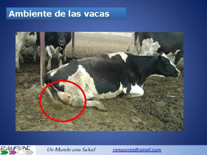 Ambiente de las vacas Un Mundo una Salud ramponea@gmail. com 