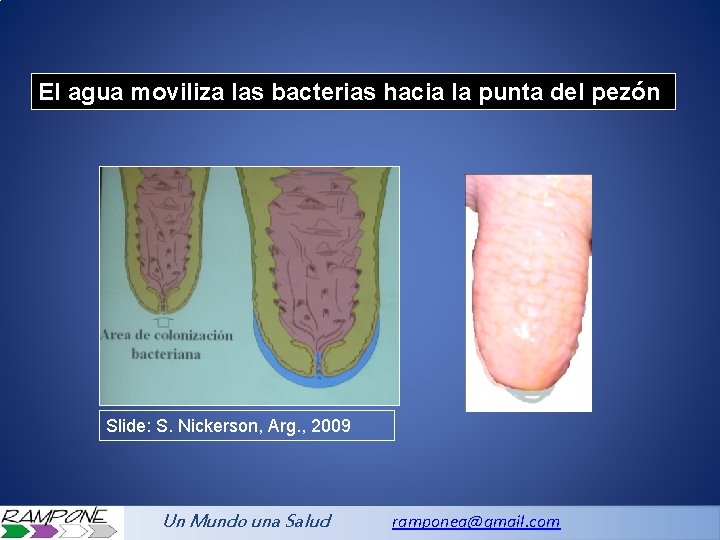 El agua moviliza las bacterias hacia la punta del pezón Slide: S. Nickerson, Arg.