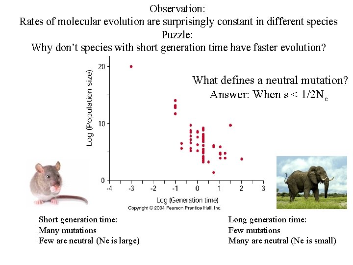 Observation: Rates of molecular evolution are surprisingly constant in different species Puzzle: Why don’t