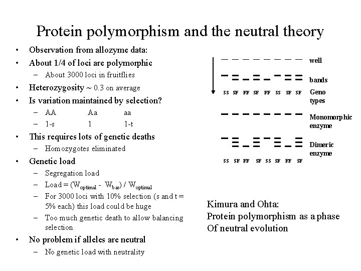 Protein polymorphism and the neutral theory • • Observation from allozyme data: About 1/4