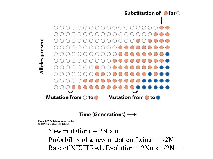 New mutations = 2 N x u Probability of a new mutation fixing =