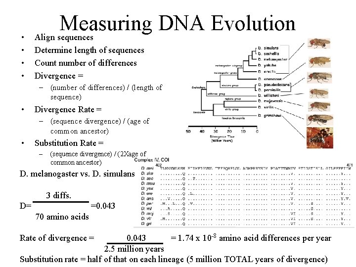  • • Measuring DNA Evolution Align sequences Determine length of sequences Count number