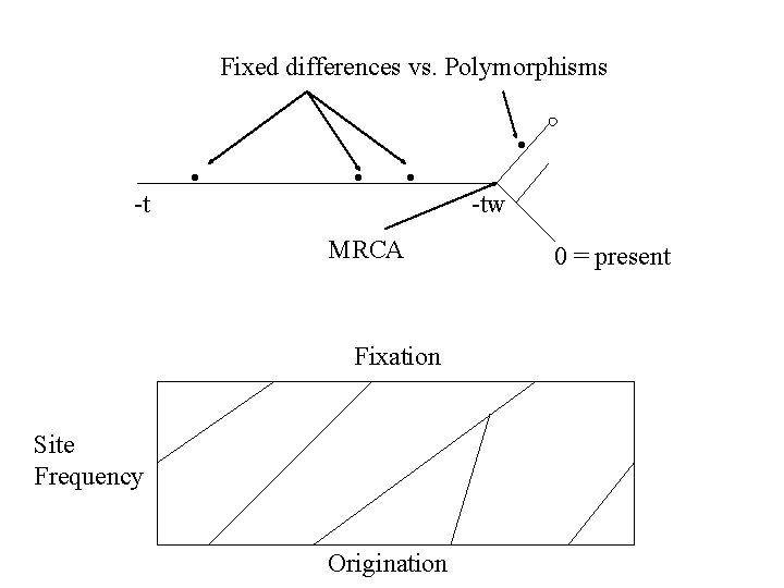 Fixed differences vs. Polymorphisms • -t • • • MRCA Fixation Site Frequency Origination