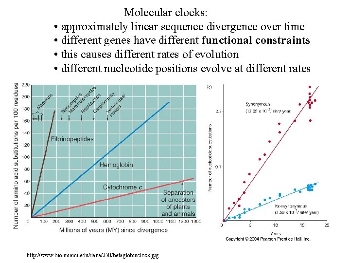 Molecular clocks: • approximately linear sequence divergence over time • different genes have different