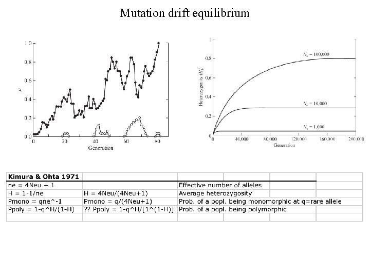 Mutation drift equilibrium 