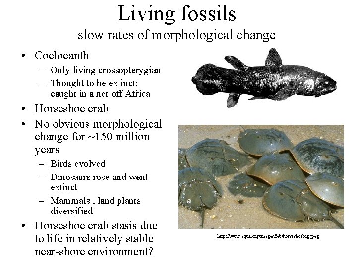 Living fossils slow rates of morphological change • Coelocanth – Only living crossopterygian –