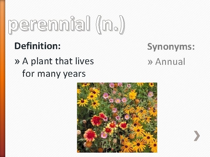 perennial (n. ) Definition: » A plant that lives for many years Synonyms: »