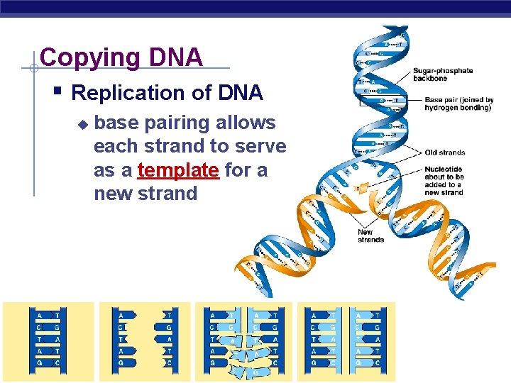 Copying DNA § Replication of DNA u AP Biology base pairing allows each strand