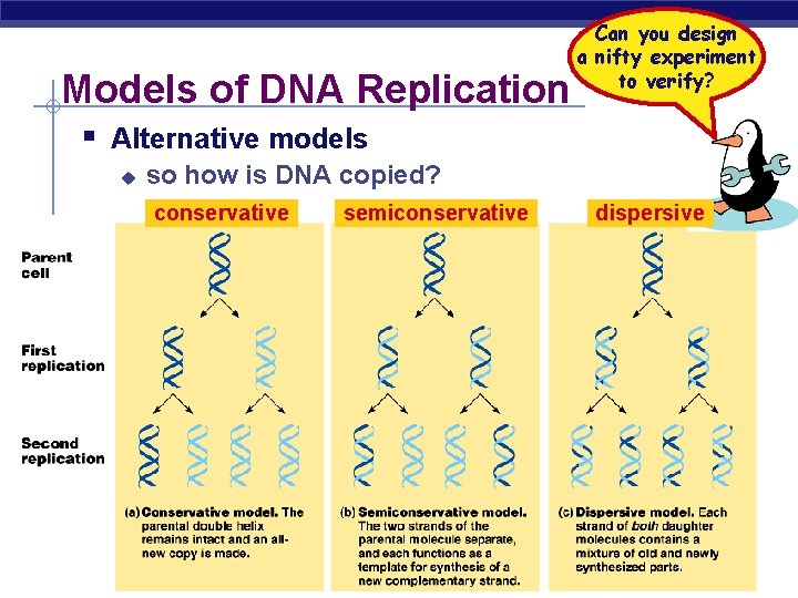 Models of DNA Replication Can you design a nifty experiment to verify? § Alternative