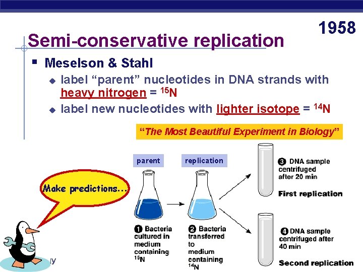 Semi-conservative replication 1958 § Meselson & Stahl u u label “parent” nucleotides in DNA