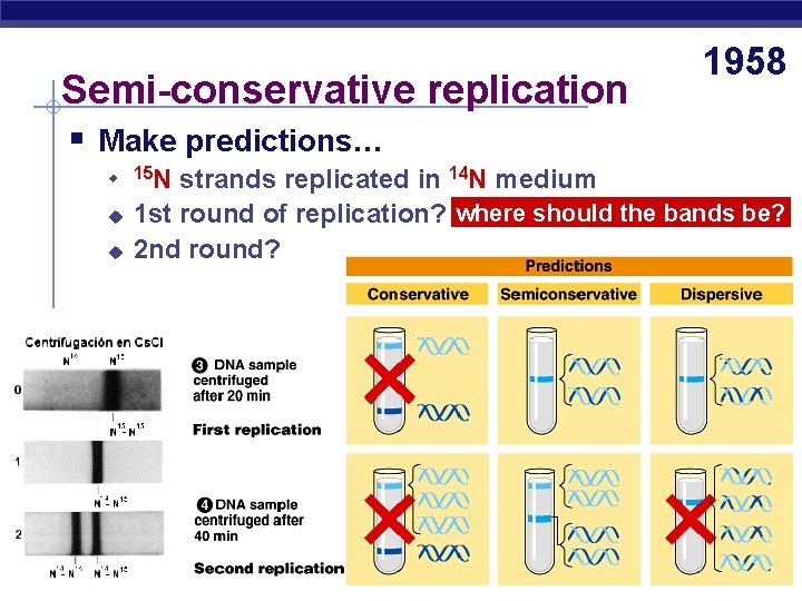 Semi-conservative replication 1958 § Make predictions… u u u AP Biology 15 N strands