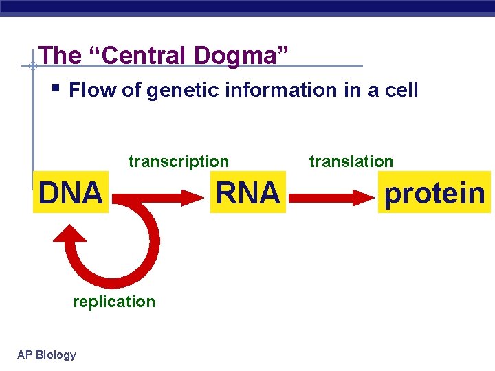 The “Central Dogma” § Flow of genetic information in a cell transcription DNA replication